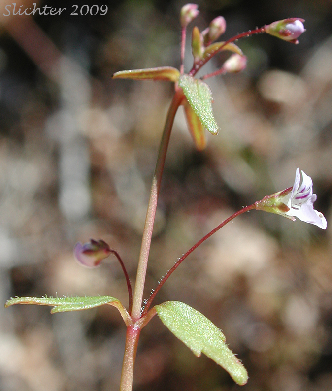Small-flowered Tonella, Lesser Baby-innocence: Tonella tenella