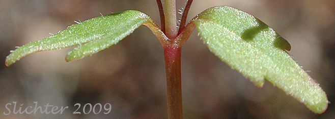 Paired stem leaves of Small-flowered Tonella, Lesser Baby-innocence: Tonella tenella