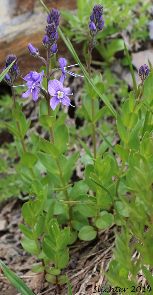 Cusick's Speedwell: Veronica cusickii