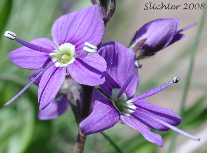 Cusick's Speedwell: Veronica cusickii