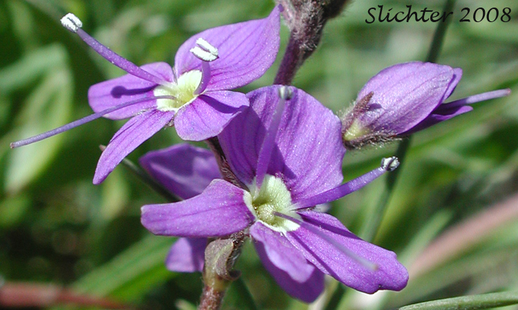 Cusick's Speedwell: Veronica cusickii