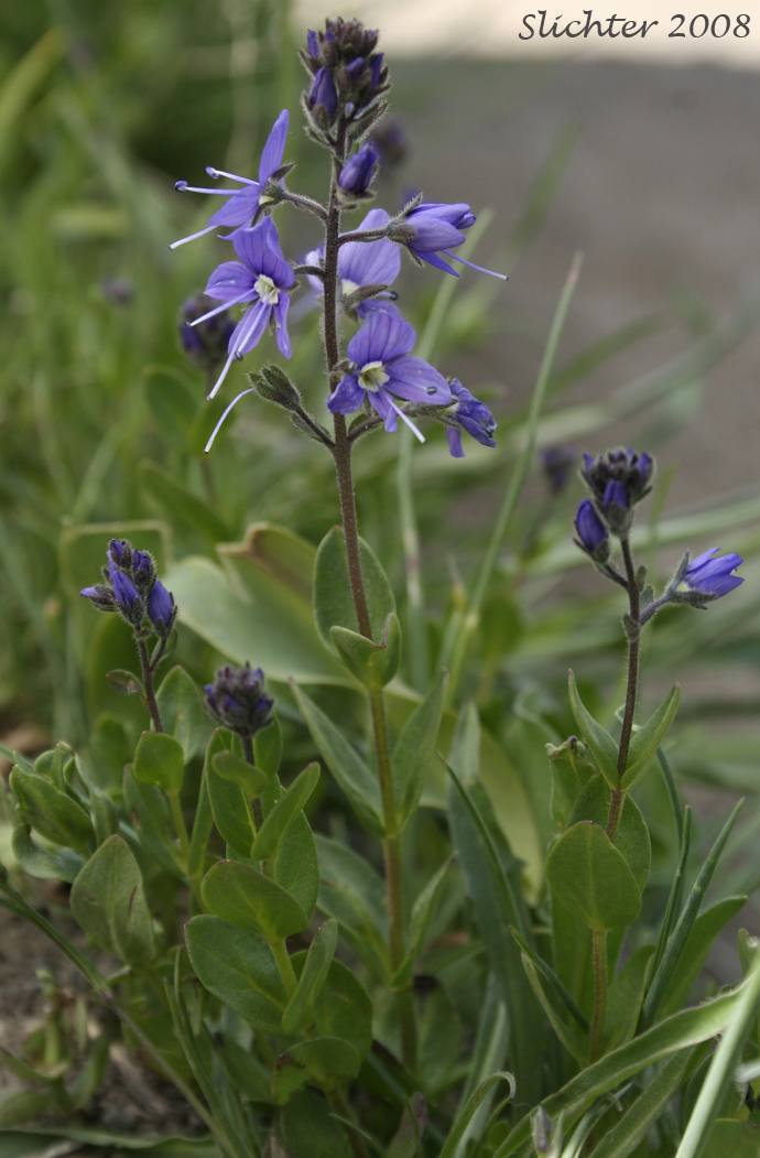 Cusick's Speedwell: Veronica cusickii