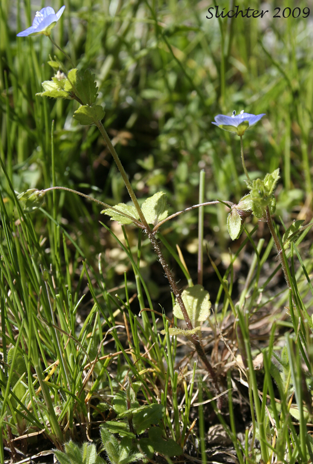 Persian Speedwell, Bird-eye Speedwell: Veronica persica (Synonyms: Veronica persica var. aschersoniana, Veronica persica var. corrensiana, Veronica persica var. persica)