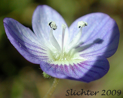 Persian Speedwell, Bird-eye Speedwell: Veronica persica (Synonyms: Veronica persica var. aschersoniana, Veronica persica var. corrensiana, Veronica persica var. persica)