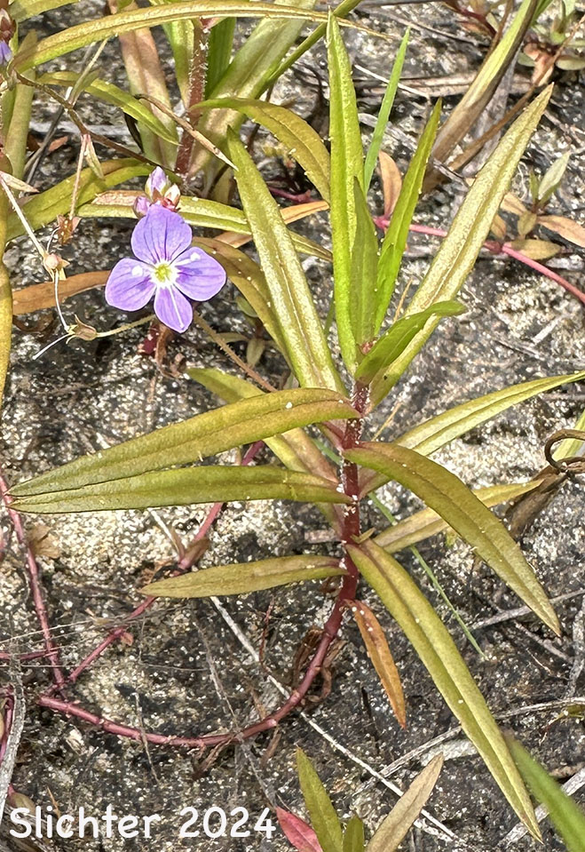 Marsh Speedwell, Skullcap Speedwell, Grass-leaf Speedwell: Veronica scutellata