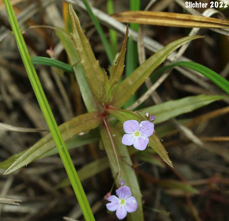 Marsh Speedwell, Skullcap Speedwell, Grass-leaf Speedwell: Veronica scutellata
