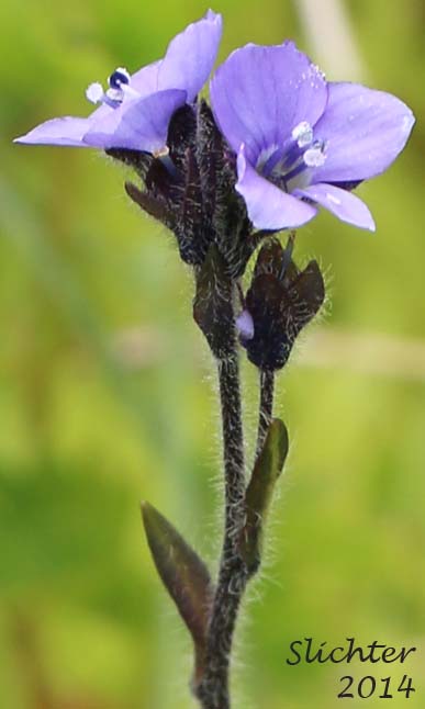 Inflorescence of Alpine Speedwell, American Alpine Speedwell, Hairy Speedwell: Veronica wormskjoldii (Synonyms: Veronica alpina, Veronica wormskjoldii ssp. alterniflora, Veronica wormskjoldii var. wormskjoldii)