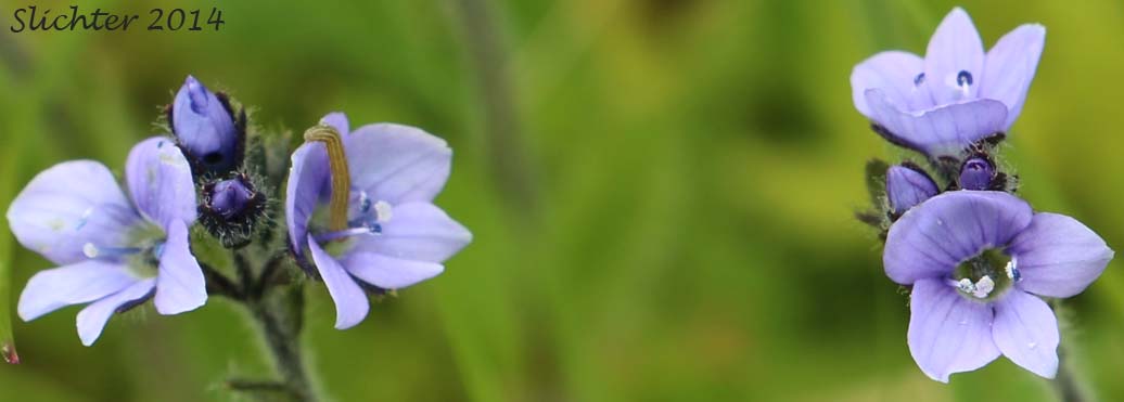 Flowers of Alpine Speedwell, American Alpine Speedwell, Hairy Speedwell: Veronica wormskjoldii (Synonyms: Veronica alpina, Veronica wormskjoldii ssp. alterniflora, Veronica wormskjoldii var. wormskjoldii)