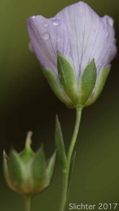 Pale Flax, Narrow-leaved Flax: Linum bienne (Synonym: Linum angustifolium)