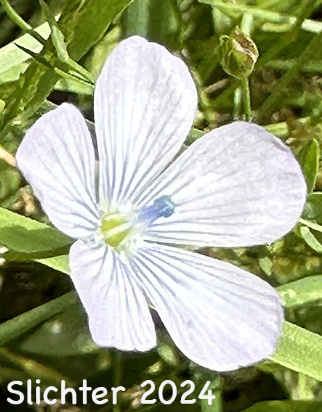 Flower of Pale Flax, Narrow-leaved Flax: Linum bienne (Synonym: Linum angustifolium)
