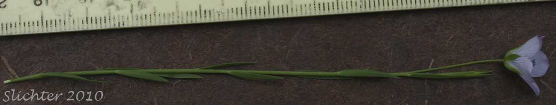 Pale Flax, Narrow-leaved Flax: Linum bienne (Synonym: Linum angustifolium)