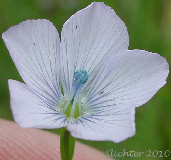Flower of Pale Flax, Narrow-leaved Flax: Linum bienne (Synonym: Linum angustifolium)