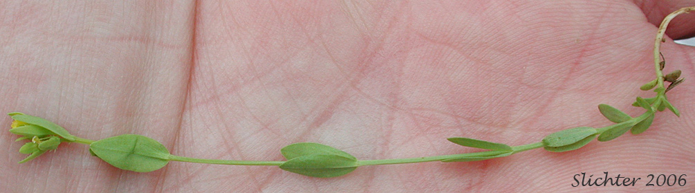 Synonym: Linum digynum