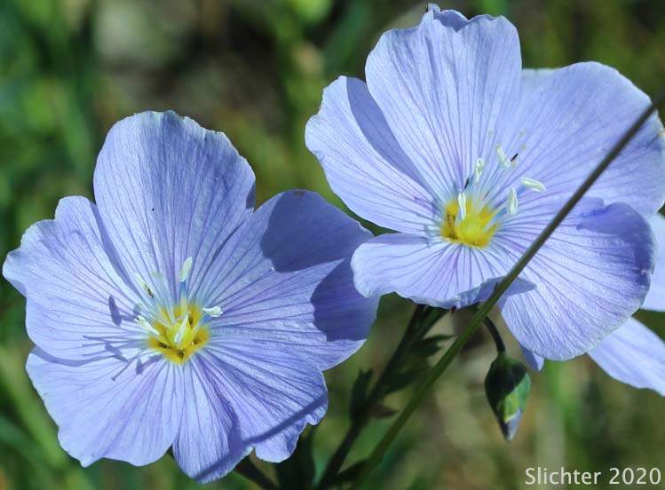 Prairie Flax, Western Blue Flax, Wild Blue Flax: Linum lewisii var. lewisii (Synonyms: Linum perenne ssp. lewisii, Linum perenne var. lewisii)