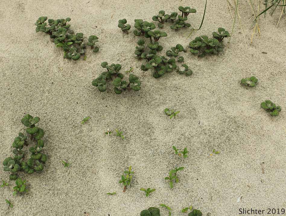 Habitat of Coastal Sandverbena, Yellow Sandverbena, Yellow Sand-verbena, Yellow Sand Verbena: Abronia latifolia