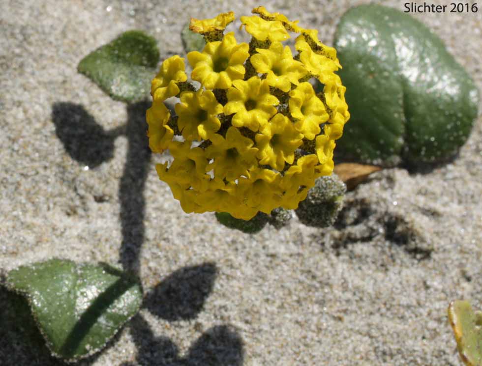Inflorescence of Coastal Sandverbena, Yellow Sandverbena, Yellow Sand-verbena, Yellow Sand Verbena: Abronia latifolia