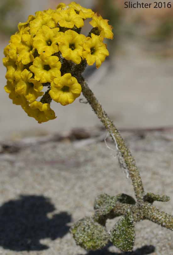 Coastal Sandverbena, Yellow Sandverbena, Yellow Sand-verbena, Yellow Sand Verbena: Abronia latifolia