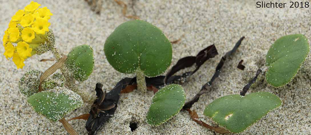 Coastal Sandverbena, Yellow Sandverbena, Yellow Sand-verbena, Yellow Sand Verbena: Abronia latifolia