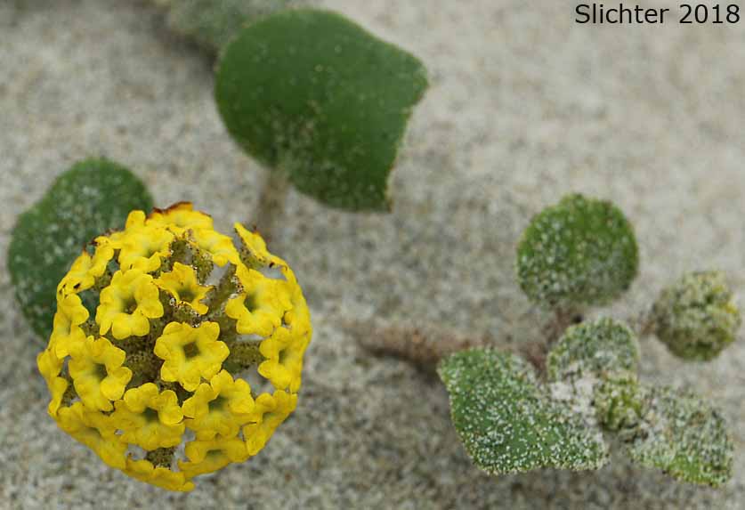 Coastal Sandverbena, Yellow Sandverbena, Yellow Sand-verbena, Yellow Sand Verbena: Abronia latifolia