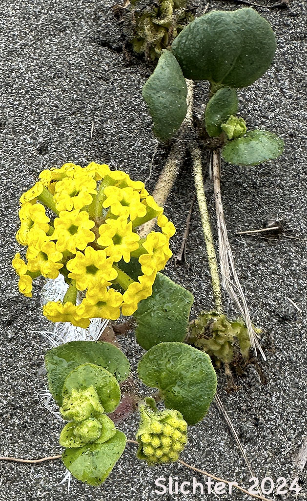Coastal Sandverbena, Yellow Sandverbena, Yellow Sand-verbena, Yellow Sand Verbena: Abronia latifolia