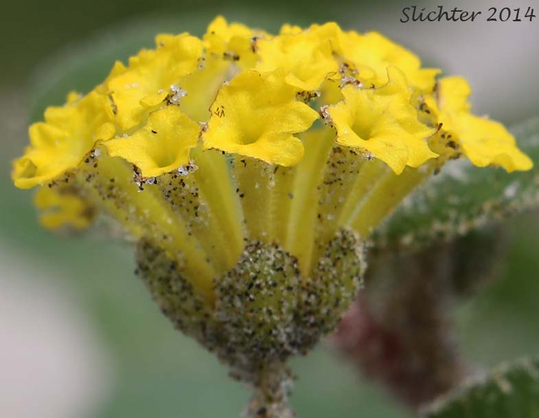 Inflorescence of Coastal Sandverbena, Yellow Sandverbena, Yellow Sand-verbena, Yellow Sand Verbena: Abronia latifolia