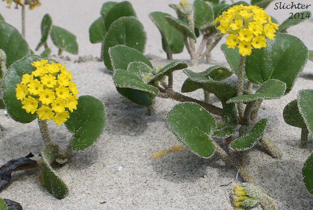 Coastal Sandverbena, Yellow Sandverbena, Yellow Sand-verbena, Yellow Sand Verbena: Abronia latifolia