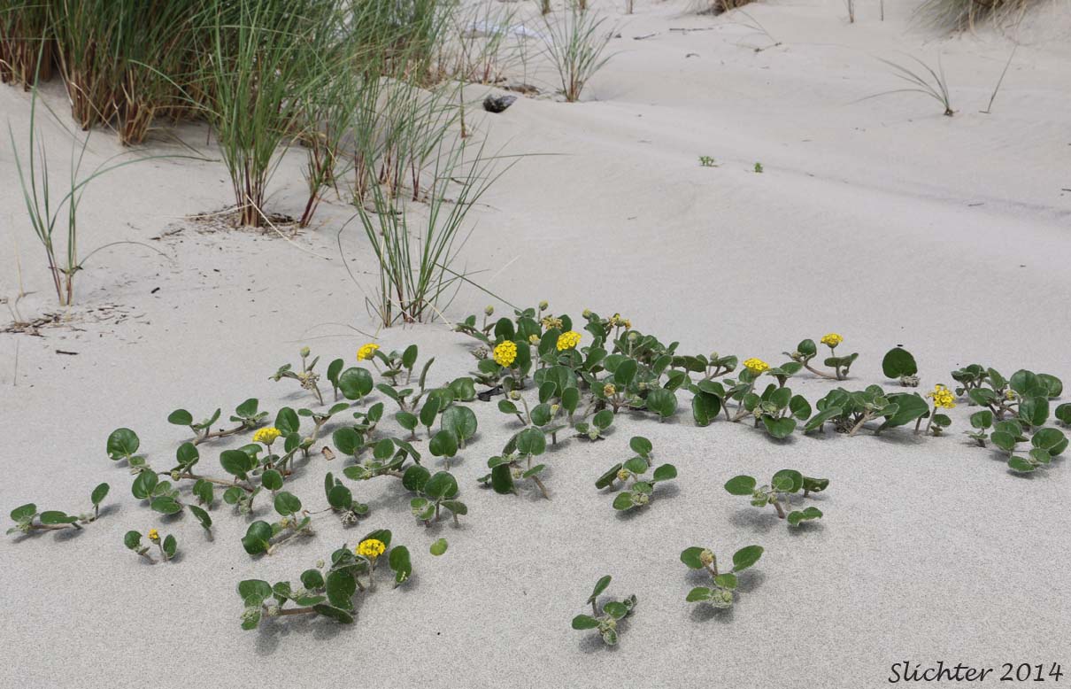 Habitat of Coastal Sandverbena, Yellow Sandverbena, Yellow Sand-verbena, Yellow Sand Verbena: Abronia latifolia