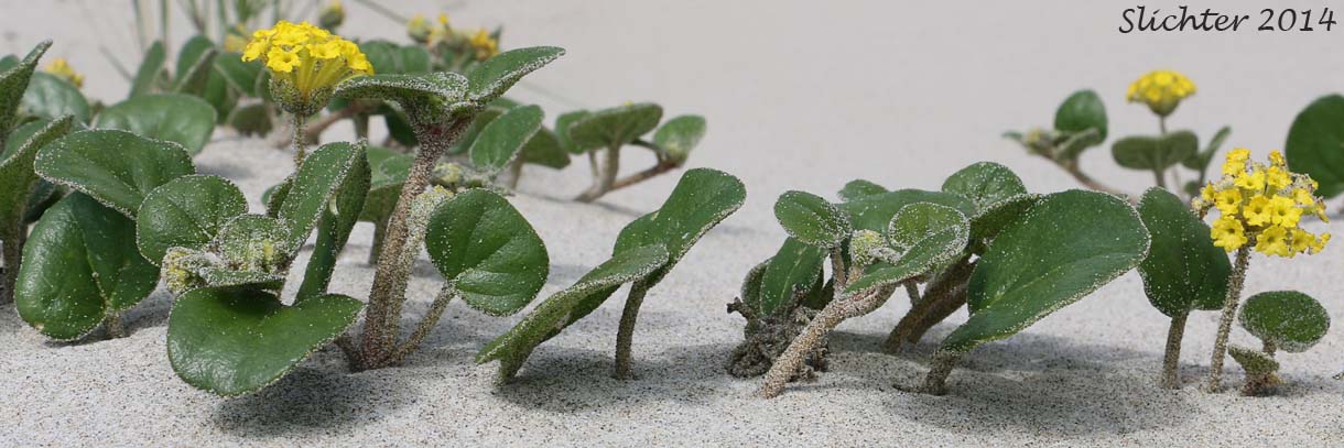 Coastal Sandverbena, Yellow Sandverbena, Yellow Sand-verbena, Yellow Sand Verbena: Abronia latifolia