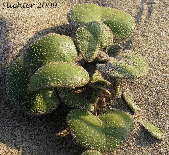 Leaves of Coastal Sandverbena, Yellow Sandverbena, Yellow Sand-verbena, Yellow Sand Verbena: Abronia latifolia