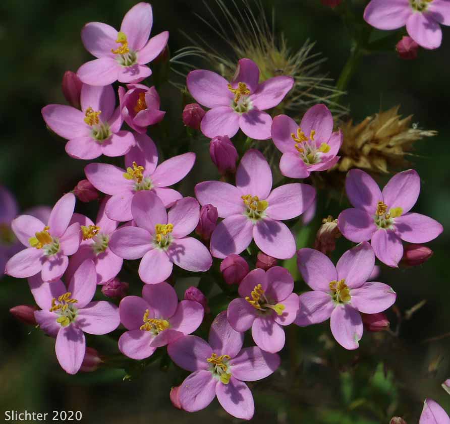Common Centaury, European Centaury: Centaurium erythraea (Synonym: Centaurium umbellatum)