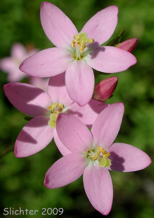 Flowers of Common Centaury, European Centaury: Centaurium erythraea (Synonym: Centaurium umbellatum)