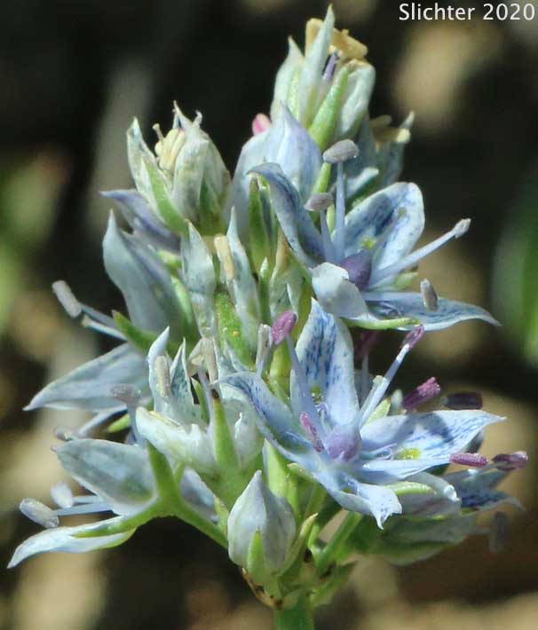 Whitestem Elkweed: Frasera albicaulis var. nitida (Synonyms: Swertia albicaulis var. nitida, Swertia nitida)