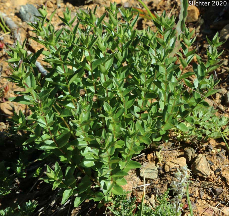 Explorer's Gentian, Mountain Bog Gentian, Rainier Pleated Gentian: Gentiana calycosa (Synonyms: Gentiana calycosa ssp. calycosa, Gentiana calycosa ssp. obtusiloba, Gentiana calycosa ssp. xantha, Gentiana calycosa var. calycosa, Gentiana calycosa var. obtusiloba, Gentiana calycosa var. xantha, Pneumonanthe calycosa)