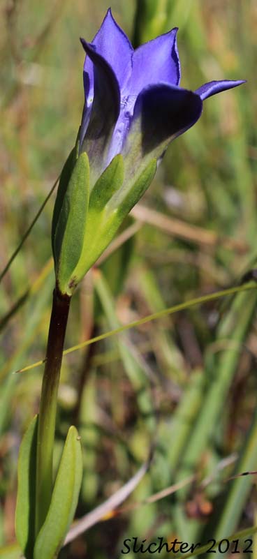 Elegant Gentian, Mendocino Gentian: Gentiana setigera (Synonym: Gentiana bisetaea)