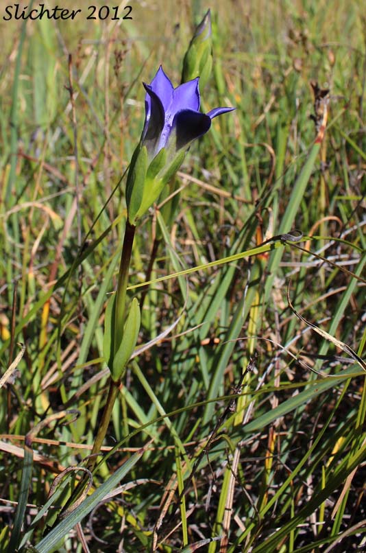 Elegant Gentian, Mendocino Gentian: Gentiana setigera (Synonym: Gentiana bisetaea)