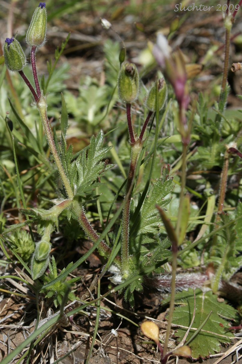 Shortfruit Storksbill, Glandular Storksbill: Erodium brachycarpum