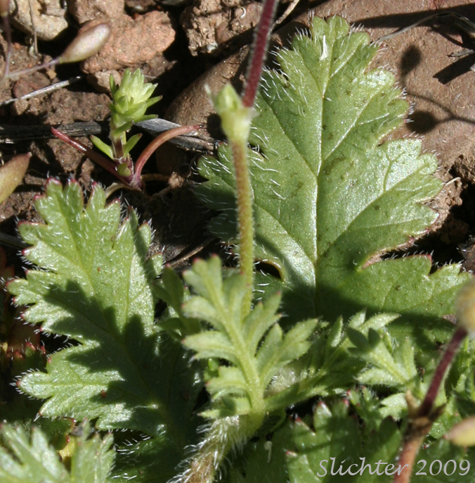 Shortfruit Storksbill, Glandular Storksbill: Erodium brachycarpum