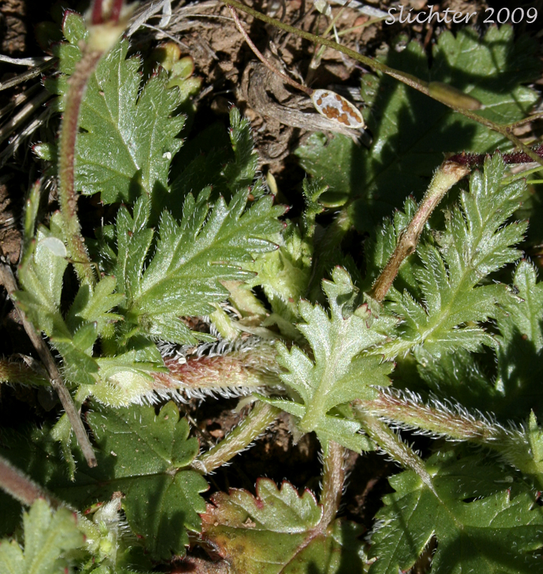 Shortfruit Storksbill, Glandular Storksbill: Erodium brachycarpum