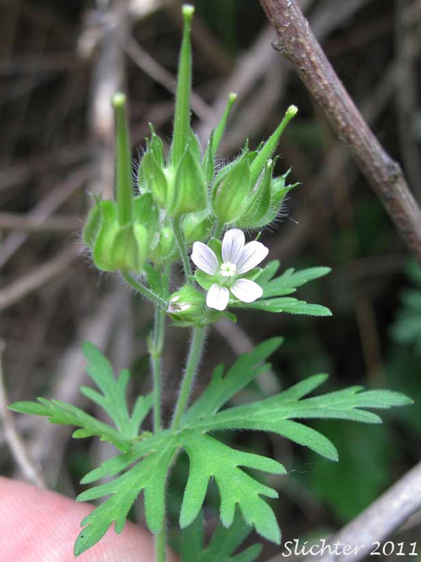 Congested inflorescence of Carolina Geranium: Geranium carolinianum (Synonyms: Geranium carolinianum var. carolinianum, Geranium carolinianum var. confertiflorum, Geranium carolinianum var. sphaerospermum, Geranium sphaerospermum)