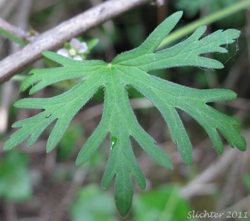 Stem leaf of Carolina Geranium: Geranium carolinianum (Synonyms: Geranium carolinianum var. carolinianum, Geranium carolinianum var. confertiflorum, Geranium carolinianum var. sphaerospermum, Geranium sphaerospermum)