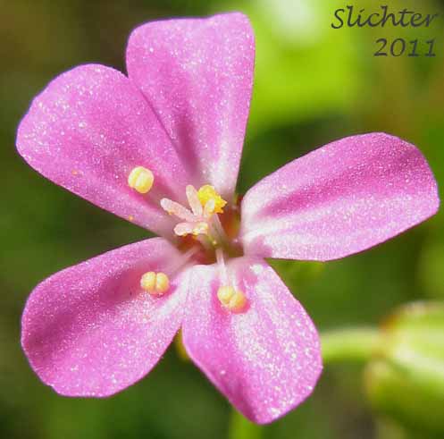 Close-up of a flower of Shining Crane's-bill, Shining Geranium, Shiny Geranium: Geranium lucidum