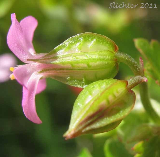 Shining Crane's-bill, Shining Geranium, Shiny Geranium: Geranium lucidum