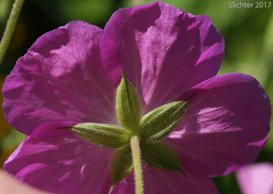 Sepals of Western Geranium, Oregon Geranium: Geranium oreganum (Synonym: Geranium incisum)