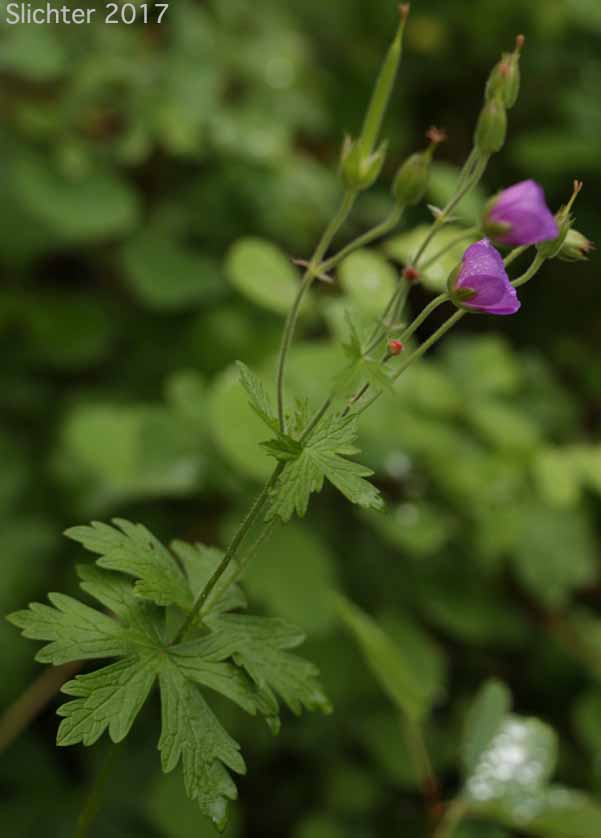 Western Geranium, Oregon Geranium: Geranium oreganum (Synonym: Geranium incisum)