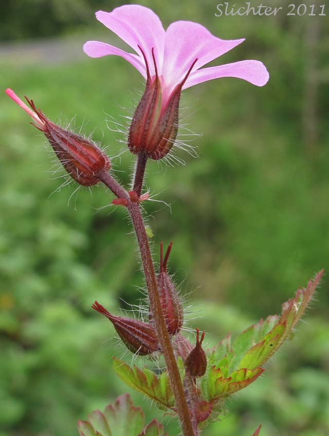 Close-up of the upper stem and calyx lobes of Herb Robert, Herb-Robert, Robert Geranium, Stinky Bob: Geranium robertianum