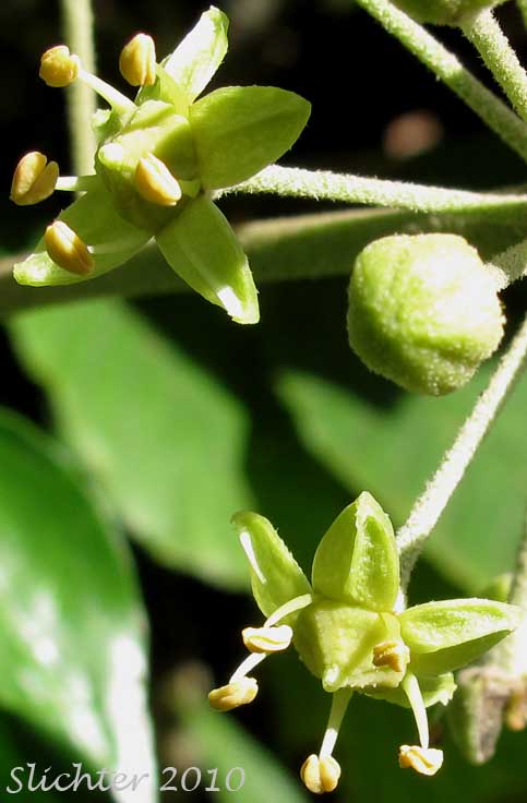 Flowers of English Ivy, English-ivy: Hedera helix