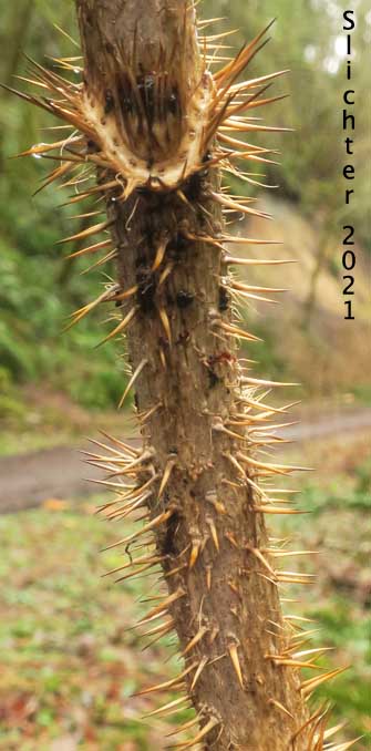 Devil's-club, Devil's Club: Oplopanax horridus (Synonyms: Echinopanax horridum, Echinopanax horridus, Fatsia horidum, Oplopanax horridum, Panax horridum, Ricinophyllum horridum)