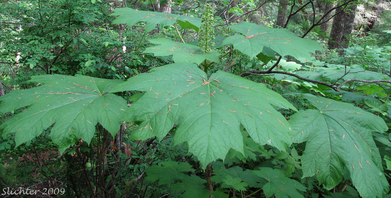 Devil's-club, Devil's Club: Oplopanax horridus (Synonyms: Echinopanax horridum, Echinopanax horridus, Fatsia horidum, Oplopanax horridum, Panax horridum, Ricinophyllum horridum)