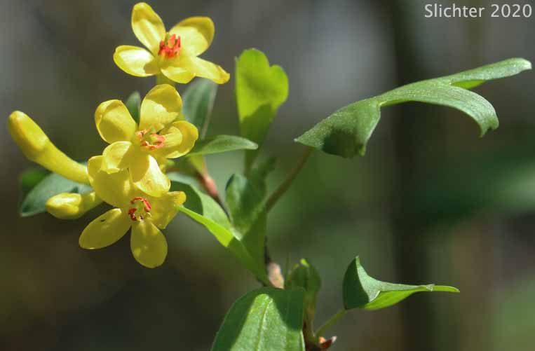 Golden Currant: Ribes aureum var. aureum