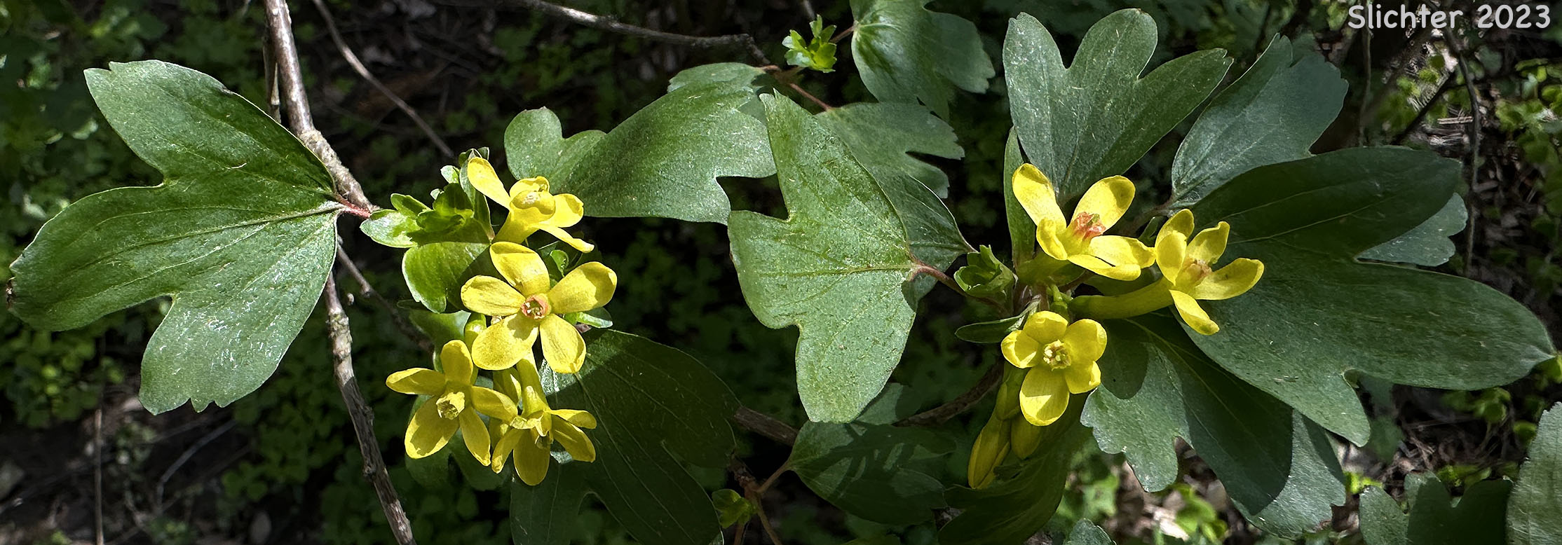 Golden Currant: Ribes aureum var. aureum